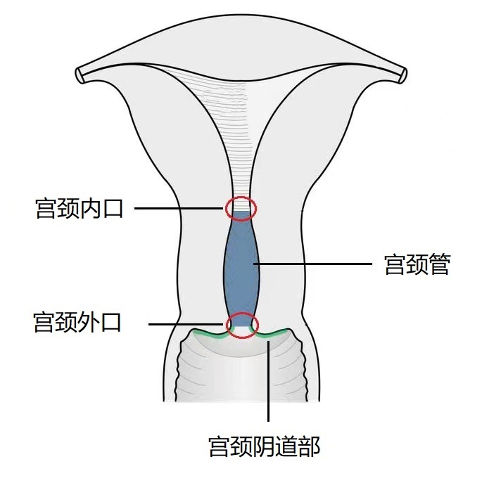 <b>供卵试管的危险,广州做供卵试管试管供卵的医院</b>